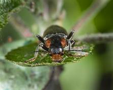 Cantharidae - Cantharis fusca - soldier beetles